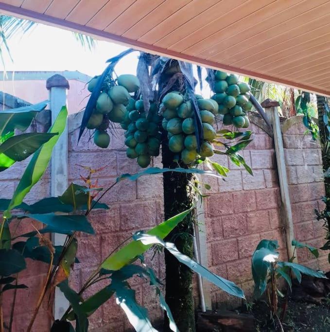 Tropical Bee Garden Holiday Houses Savegre 外观 照片