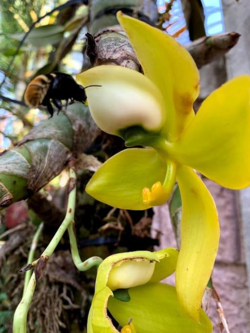 Tropical Bee Garden Holiday Houses Savegre 外观 照片